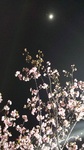 20160219-桜と月rsz.jpg