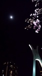 20160219-桜と月と中央大橋2rsz.jpg