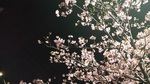 20160219-早咲き夜桜2rsz.jpg